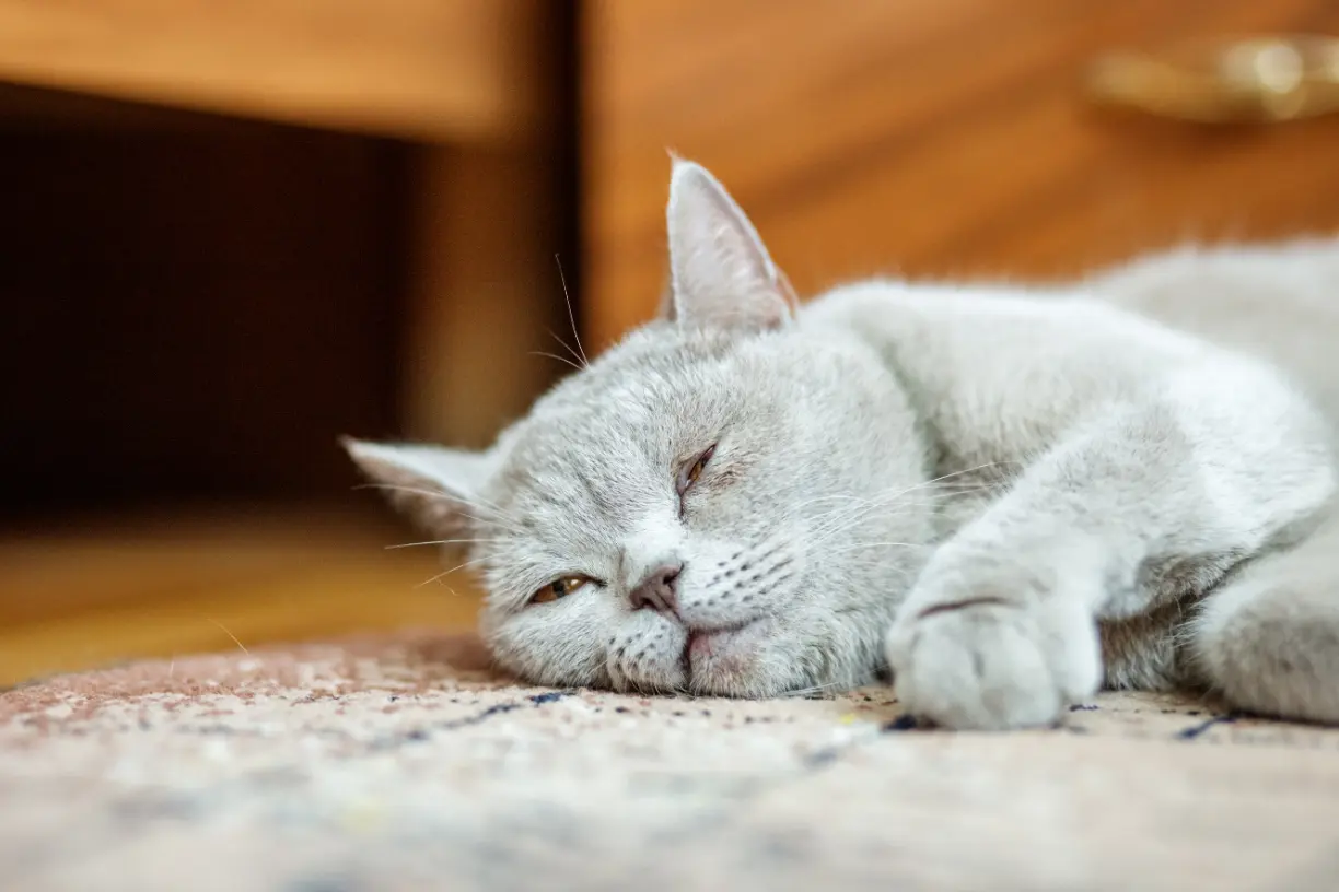 Wenn du feststellst, dass deine Katze regelmäßig unverdautes Futter erbricht, ist es wichtig, dies von einem Tierarzt untersuchen zu lassen. Der Tierarzt wird eine Reihe von Diagnoseverfahren durchführen, um die Ursache des Problems zu ermitteln und eine geeignete Behandlung einzuleiten. Typische Diagnoseverfahren Klinische Untersuchung: Der Tierarzt wird mit einer allgemeinen Untersuchung beginnen, um den Gesundheitszustand deiner Katze zu bewerten. Anamnese: Informationen über die Ernährung, das Verhalten und frühere medizinische Probleme deiner Katze können hilfreich sein. Laboruntersuchungen: Bluttests, Urinanalysen oder Stuhluntersuchungen können Aufschluss über mögliche Ursachen geben. Bildgebende Verfahren: Röntgenaufnahmen oder Ultraschall können verwendet werden, um den Verdauungstrakt zu beurteilen. Behandlungsoptionen Die Behandlung hängt von der zugrunde liegenden Ursache des Erbrechens ab: Diätetische Anpassungen: Bei diätetischen Ursachen kann eine Umstellung der Ernährung erforderlich sein. Medikamentöse Behandlung: Wenn eine Krankheit die Ursache ist, kann der Tierarzt Medikamente verschreiben. Operation: In Fällen, in denen ein Fremdkörper oder eine ernsthafte Erkrankung vorliegt, könnte eine Operation notwendig sein. Hausmittel und wann sie angewendet werden können In einigen Fällen können Hausmittel helfen, das Wohlbefinden deiner Katze zu unterstützen: Leichte Kost: Kleine Mengen an leicht verdaulicher Nahrung können helfen, den Magen zu beruhigen. Hydratation: Sicherstellung, dass deine Katze genug Flüssigkeit aufnimmt, besonders wenn sie erbricht. Es ist jedoch wichtig zu betonen, dass Hausmittel nicht als Ersatz für eine tierärztliche Behandlung dienen sollten, besonders wenn das Erbrechen anhält oder andere besorgniserregende Symptome auftreten.