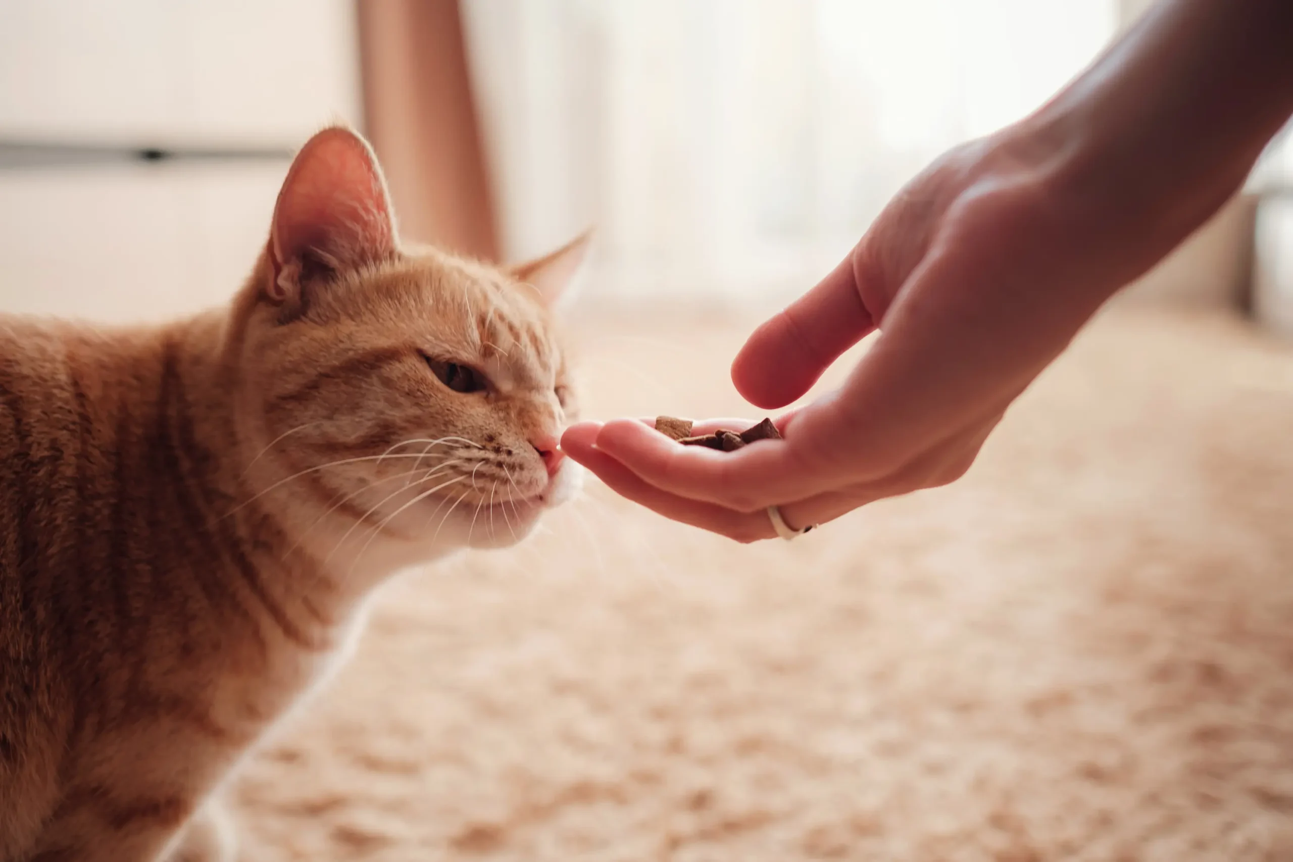 katze riecht an futter aber frisst nicht